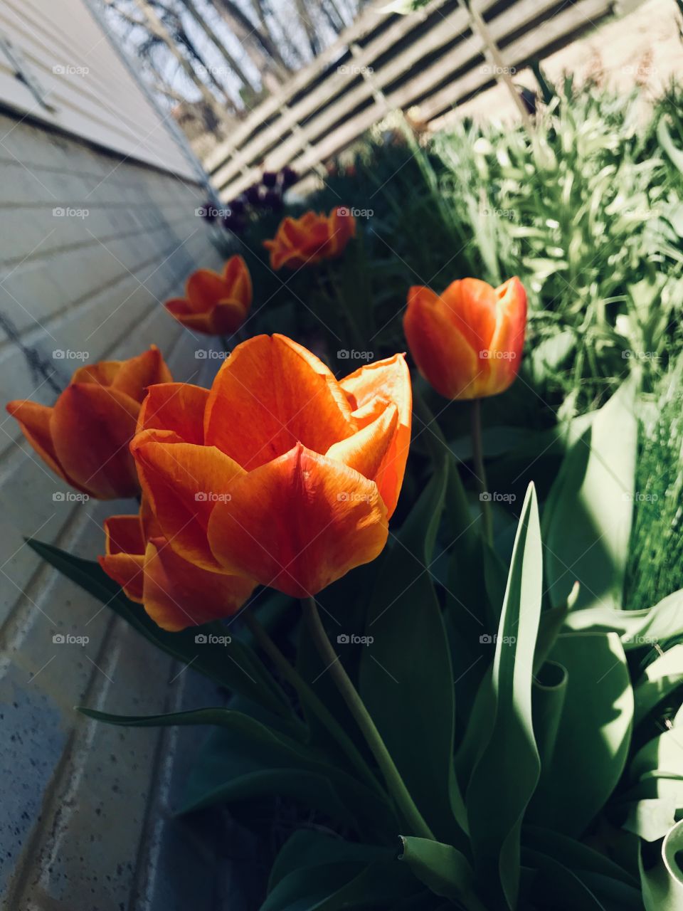 Beautiful orange tulips basking in the sun.