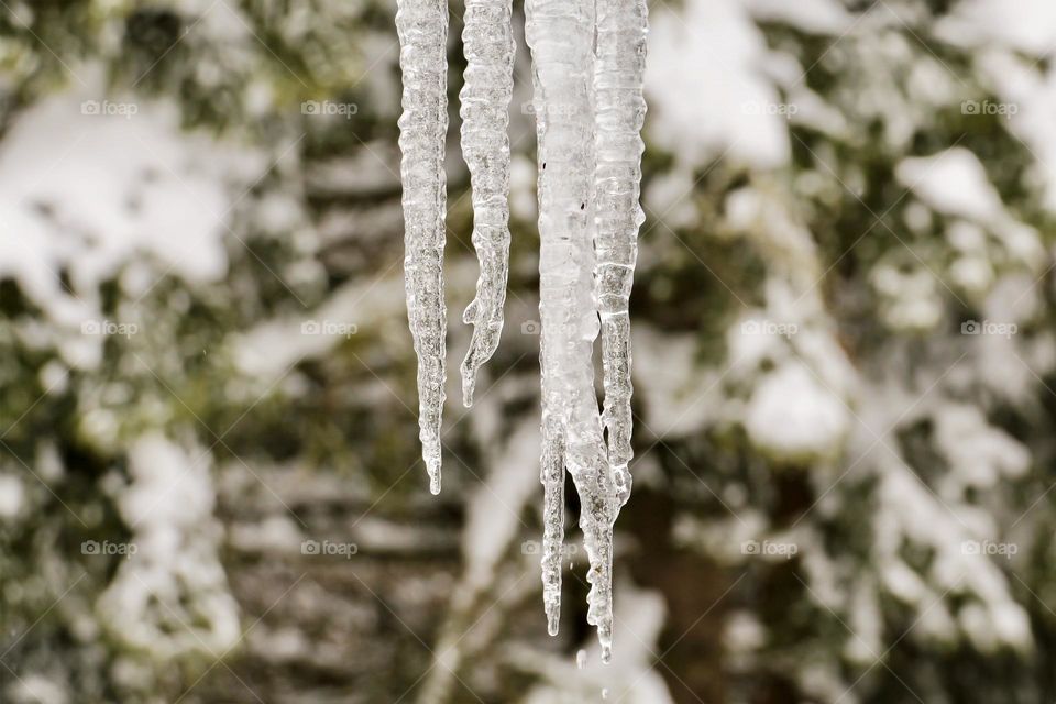 Hanging icicles on a blurred background