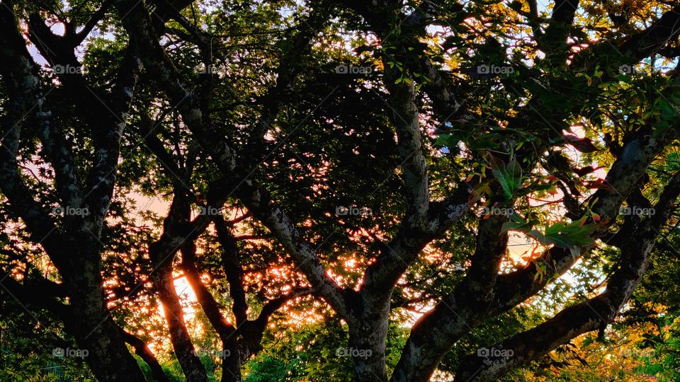 Sunsettimg light through the leafy tree