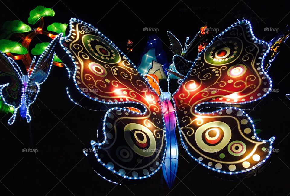 China Light Festival
Butterflies 