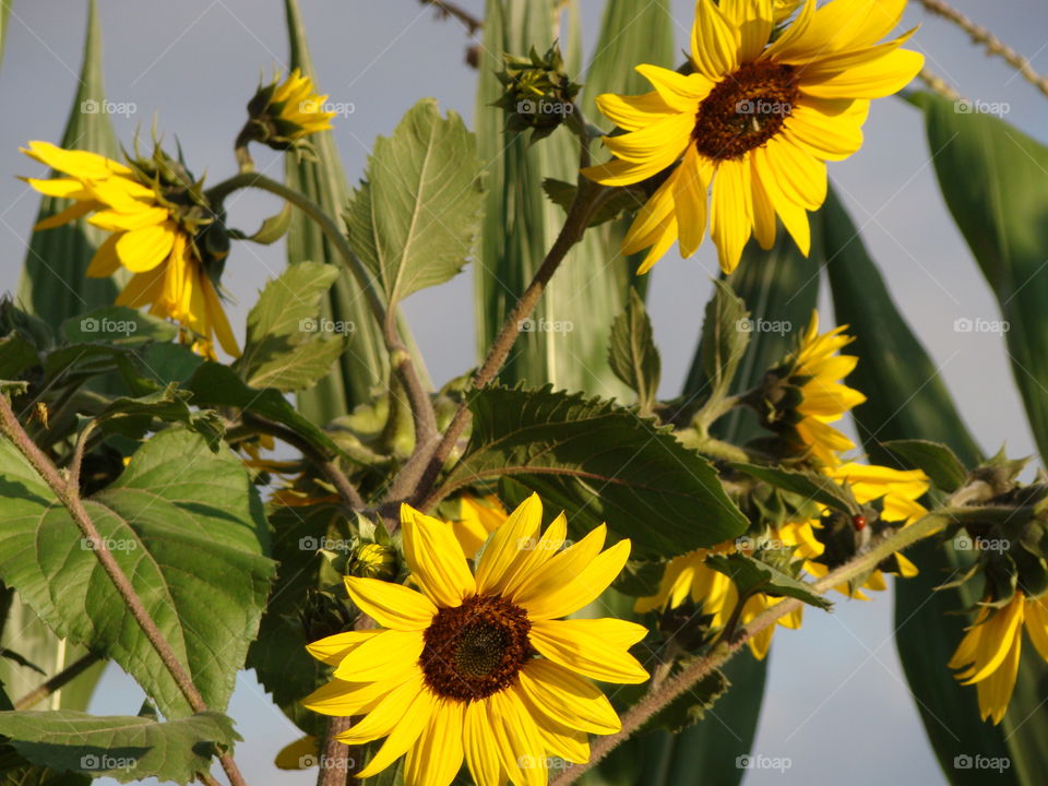 Pretty sunflowers 