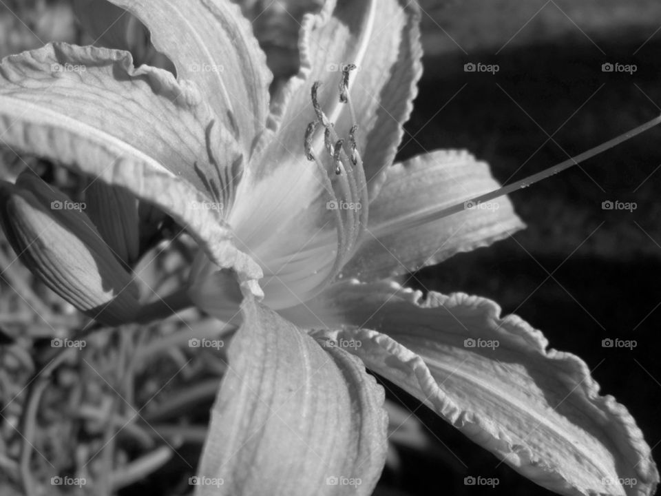 A beautiful summer flower