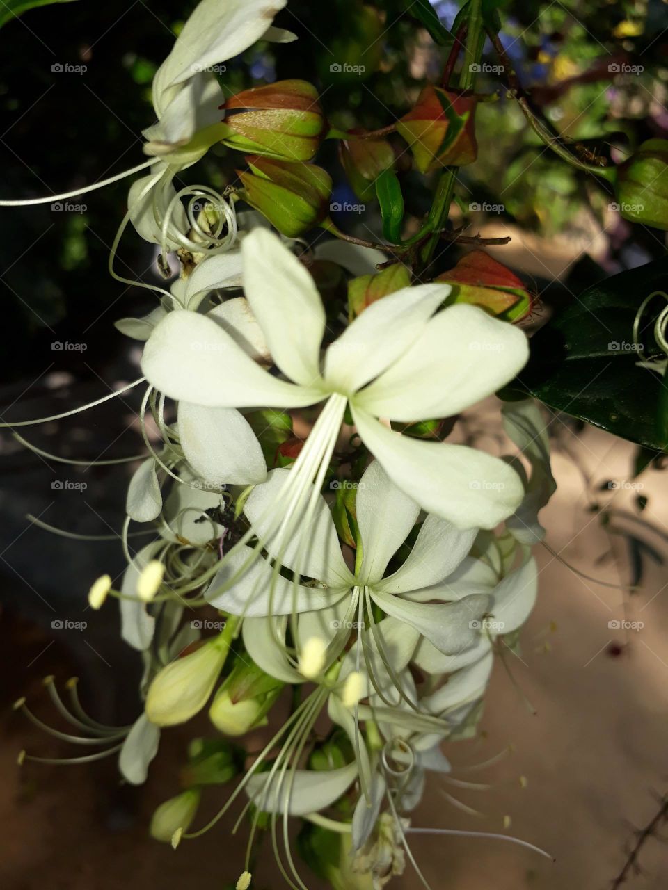 srilankan flowers ...