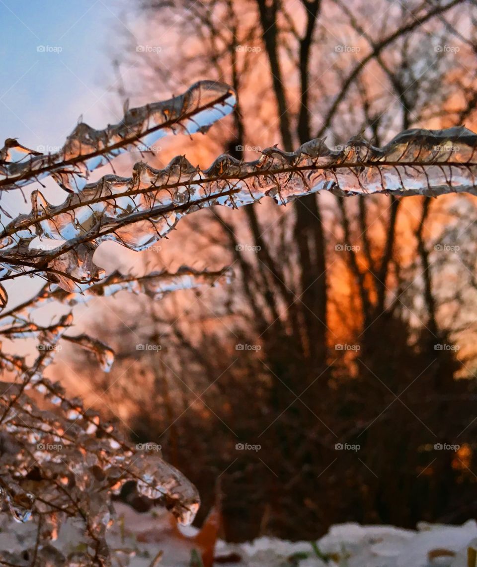 Plant and ice