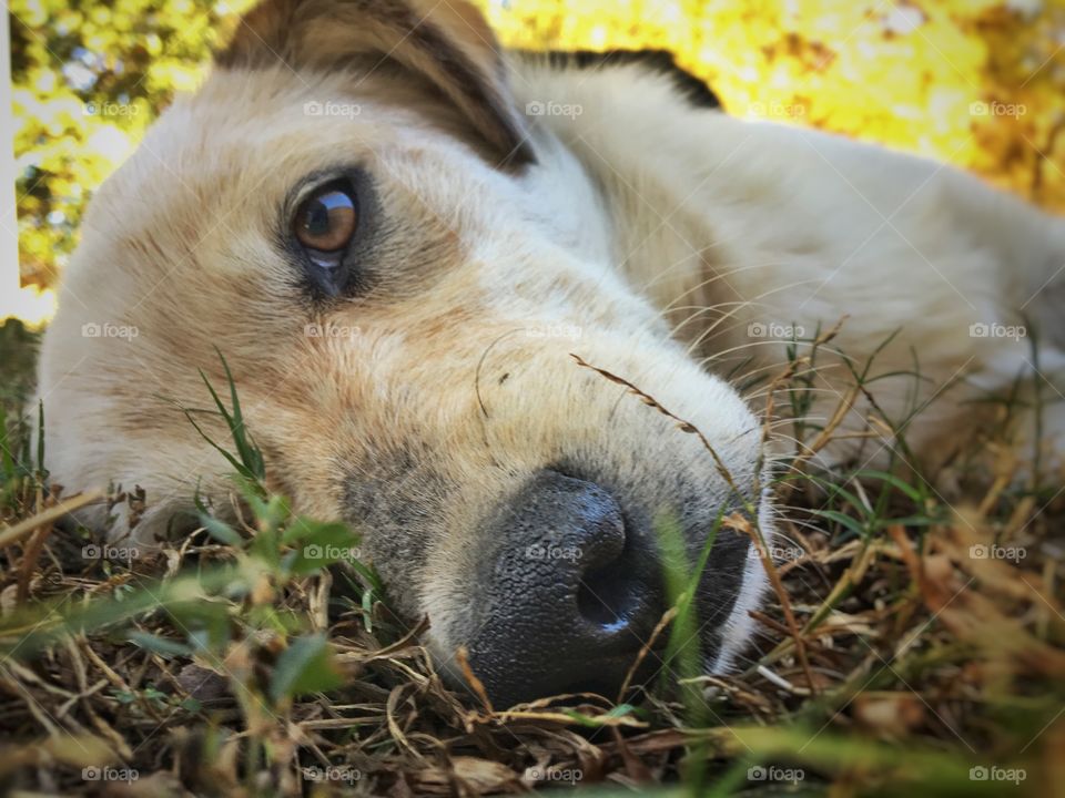 Gypsy laying around the farm