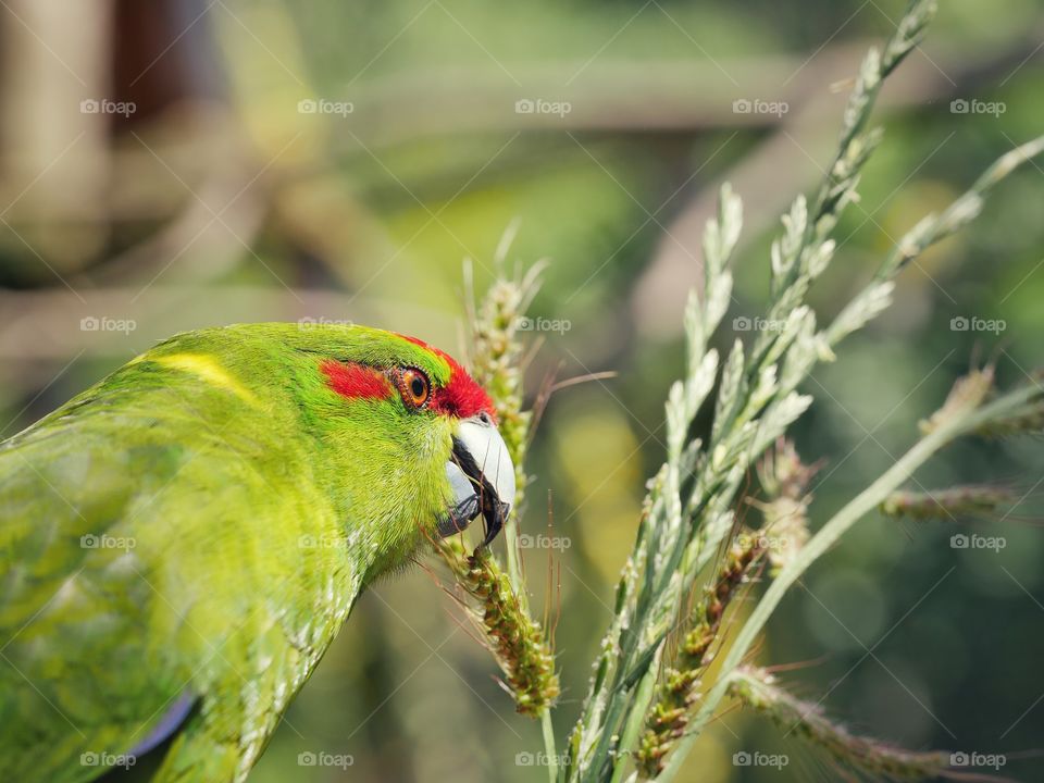 Close up of kakariki parakeet