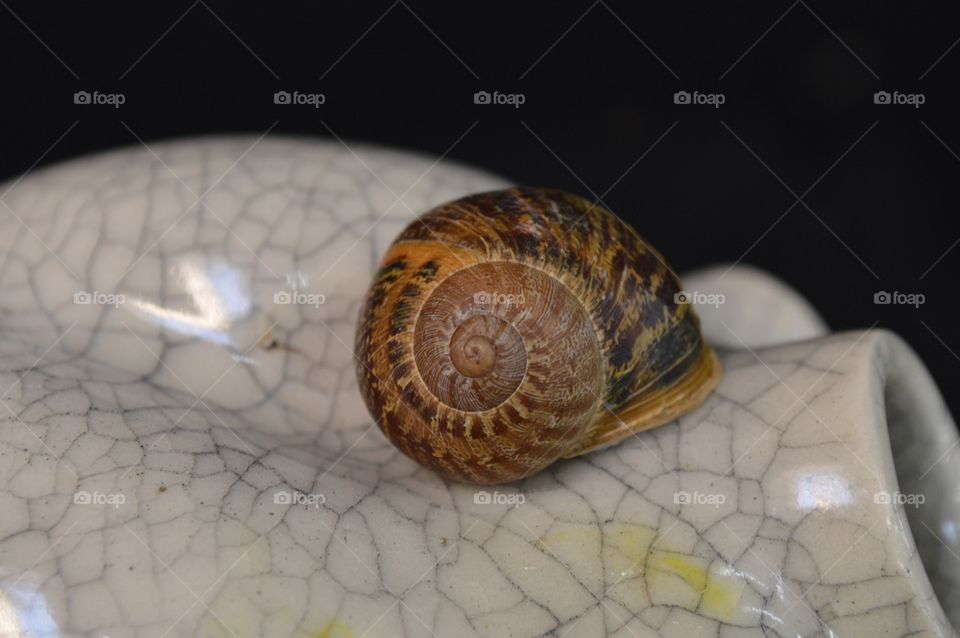 Hidden Snail. Real snails on ceramic sculpture