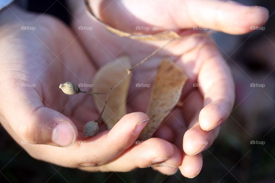 Young child tenderly holding tree seeds in her hands