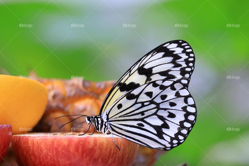 Beautiful and cute butterfly