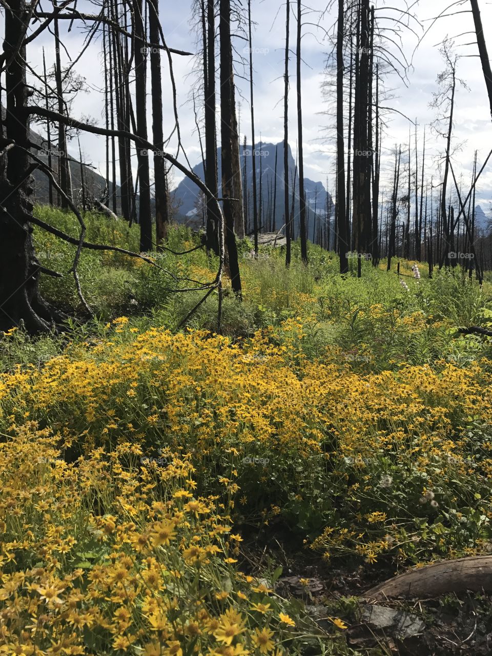 Wildflowers in burned forest 