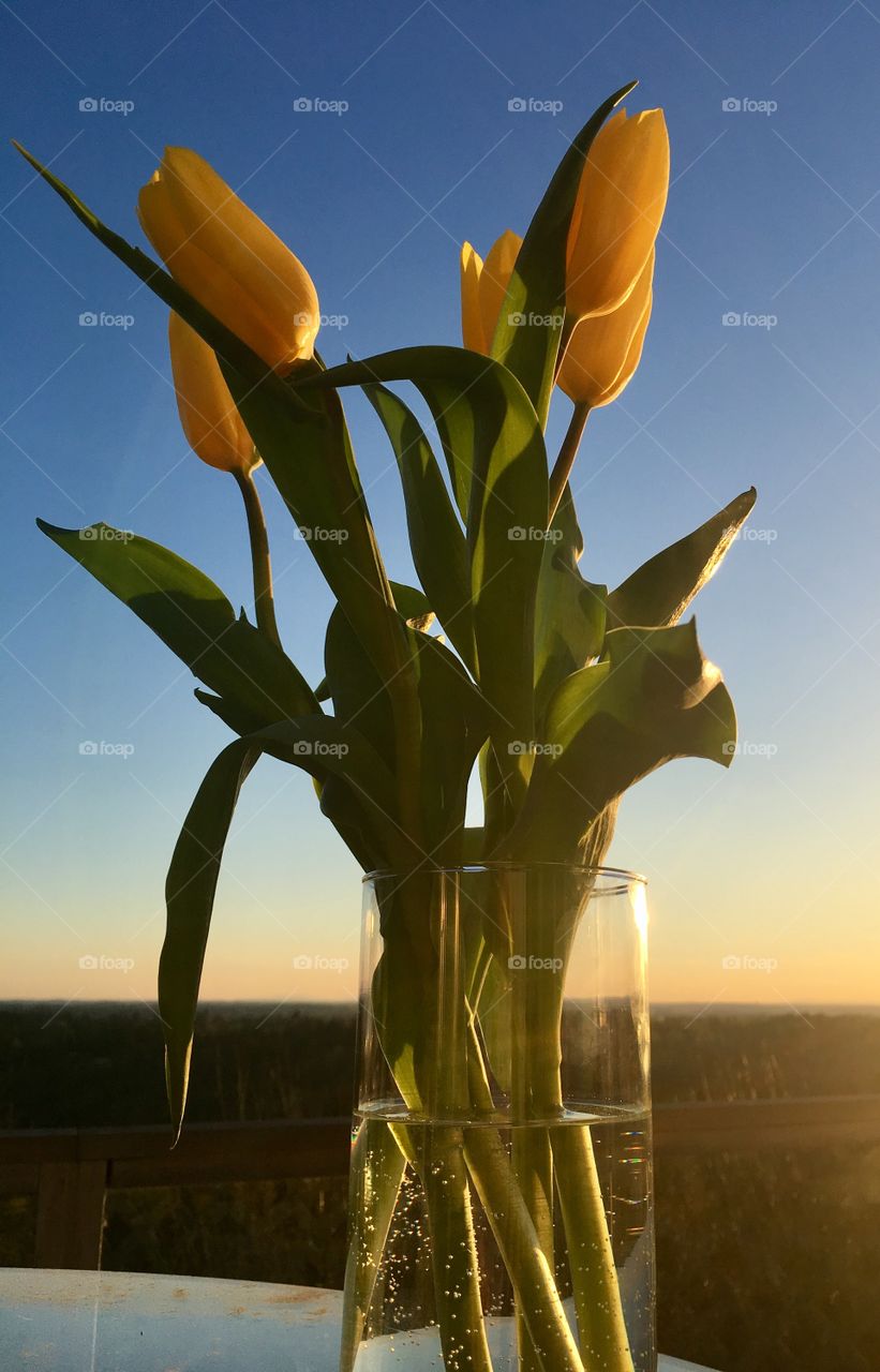 Tulips