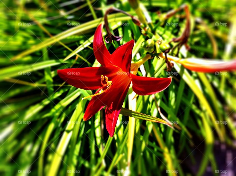 Red day lily with green leaves.