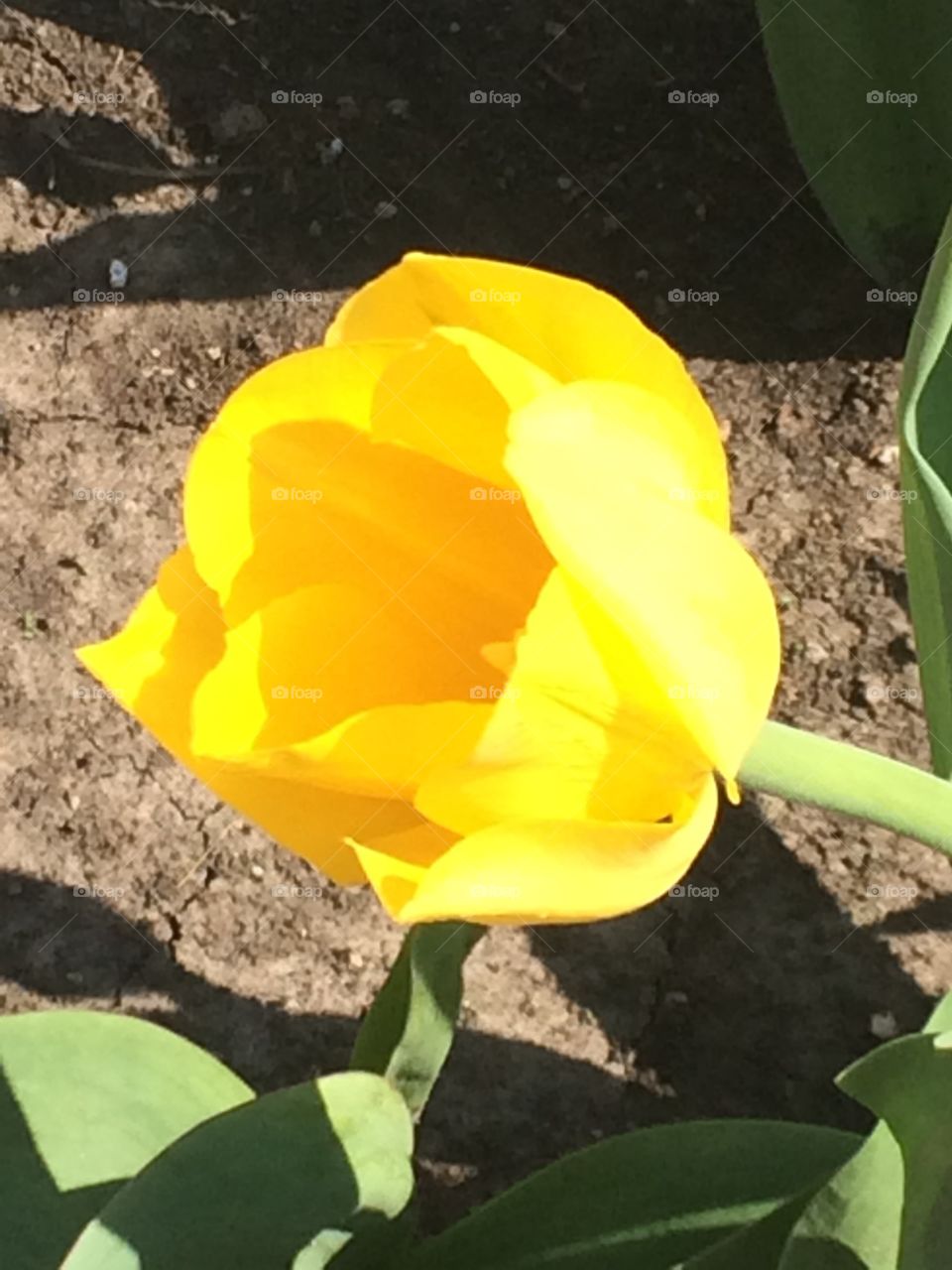 Tulip opened today
