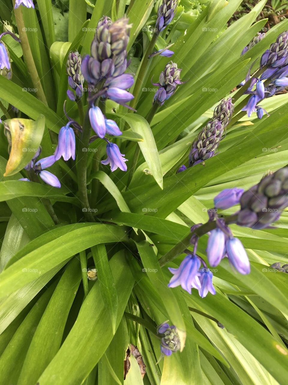 Bluebells