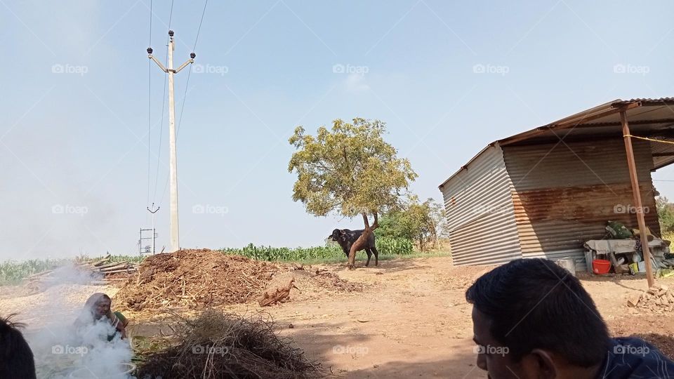 Indian farm