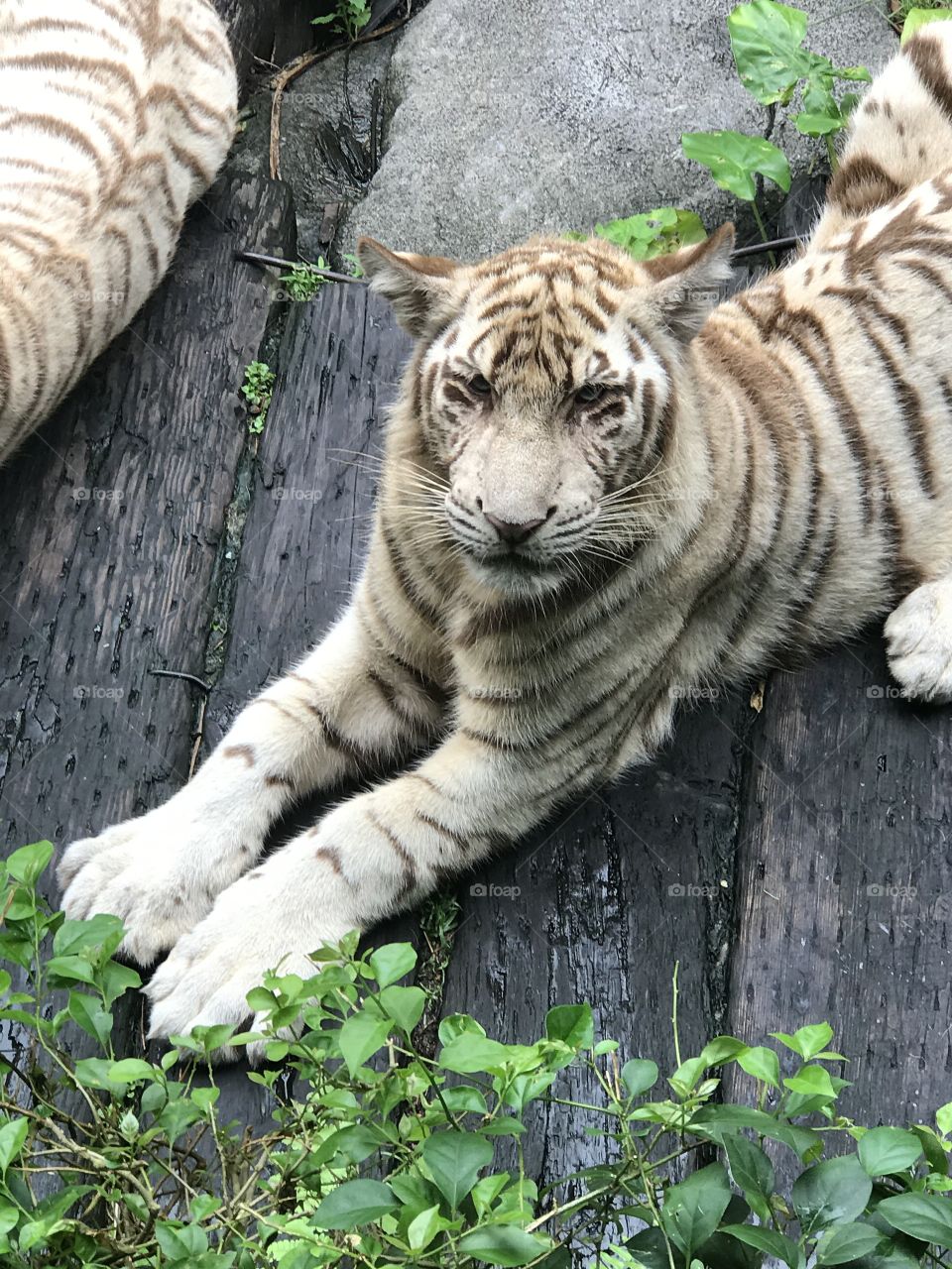 Tiger at the Chimelong zoo in China