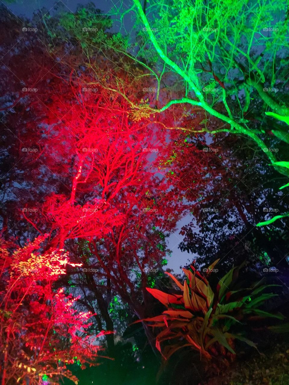 neon forrest