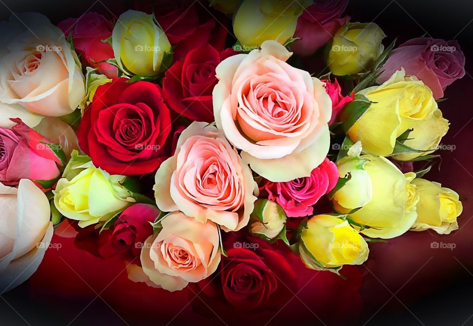 Colorful roses