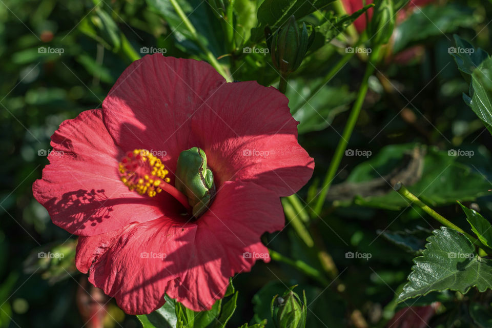 A tiny green tree frog taking rest on a hibiscus flower.