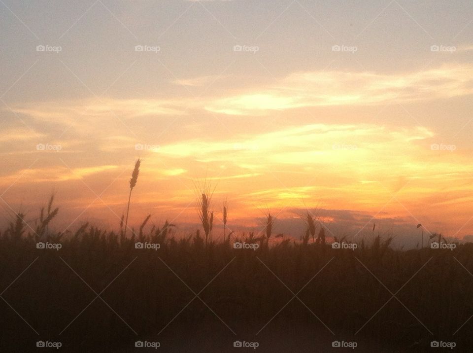 Wheat field sunset