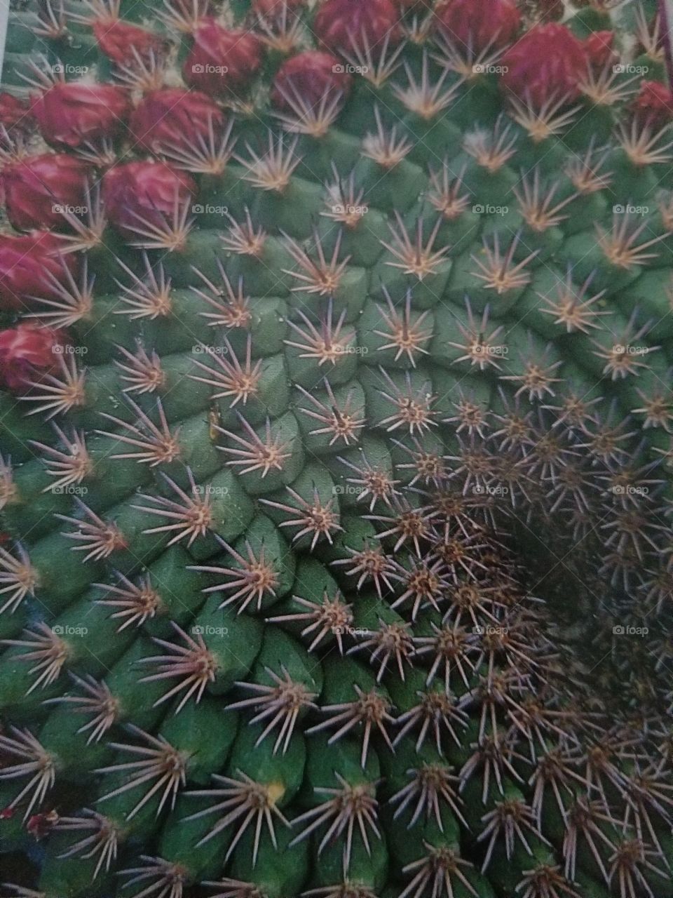 I loved the spiraling effect of this cactus. To make the eye travel around the spiral, I composed tightly, including the buds for a little color break. The repetitive movement inward creates the rhythm.