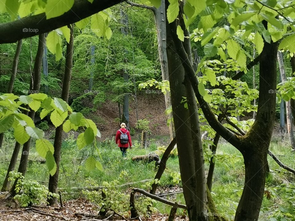 View trough trees with fresh green leaves to a lonely person with a red jacket walking trough a green meadow