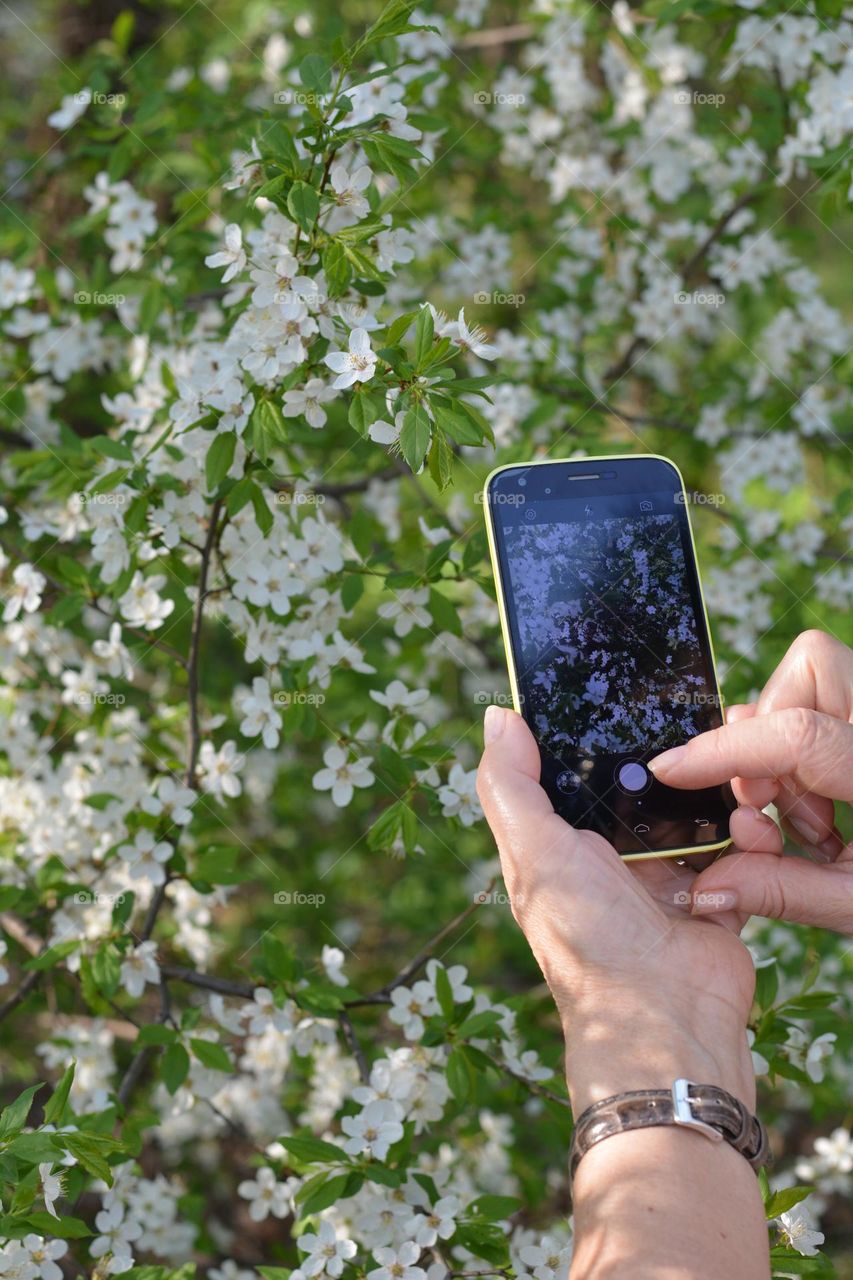 smartphone in the female hands, take pictures flowers