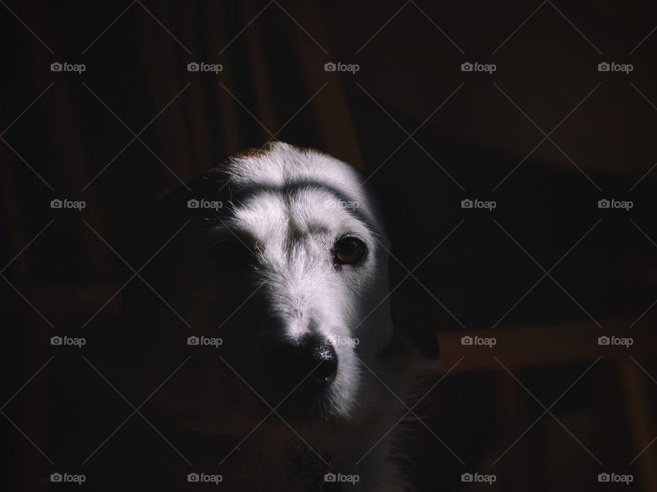  Beautiful dog in shadow and late evening light through window