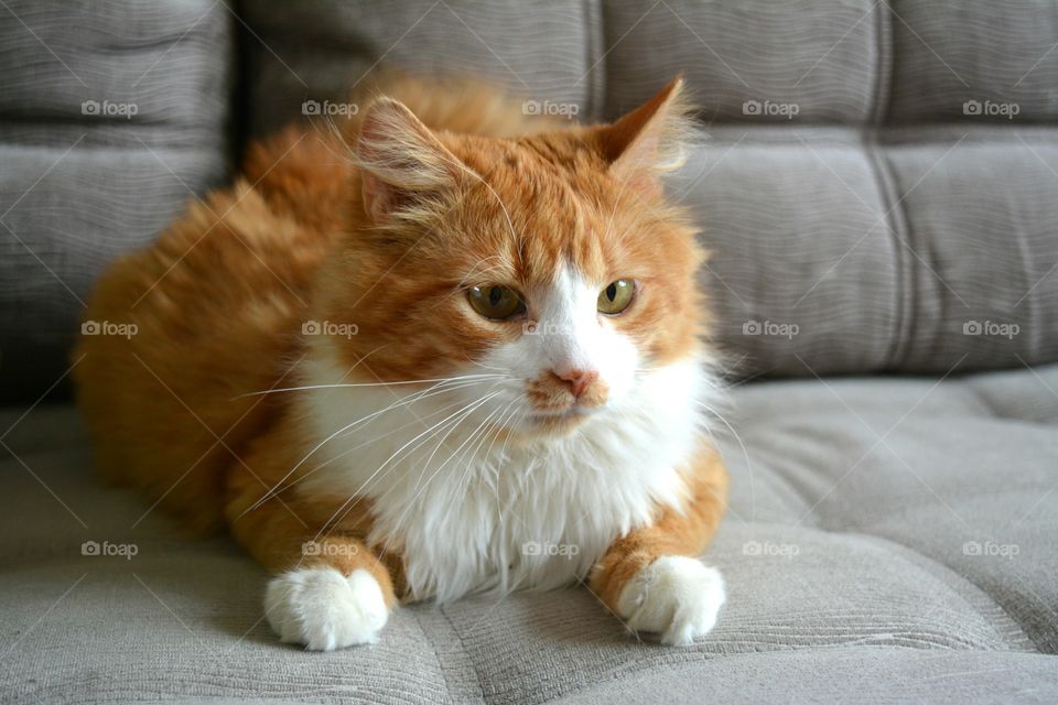 Cat sitting on sofa