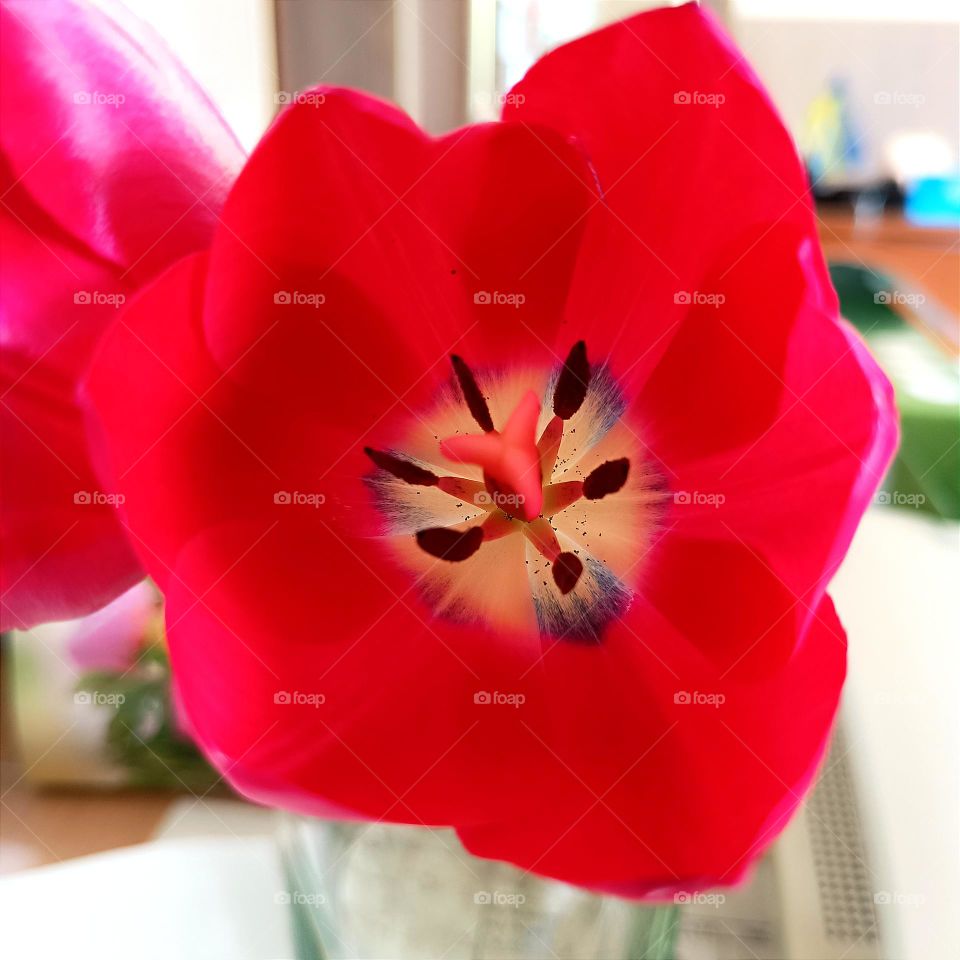 Red tulip