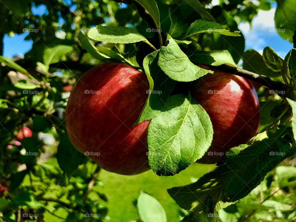 Fresh ripe apples in tree