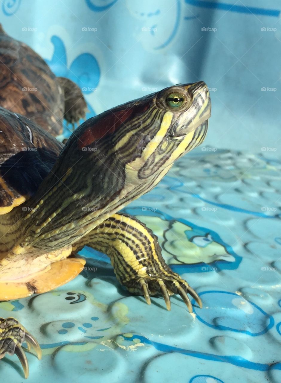 Red eared Slider Turtle
