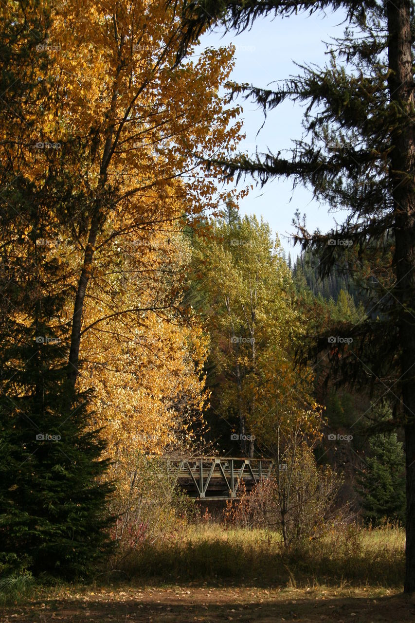Fall Bridge