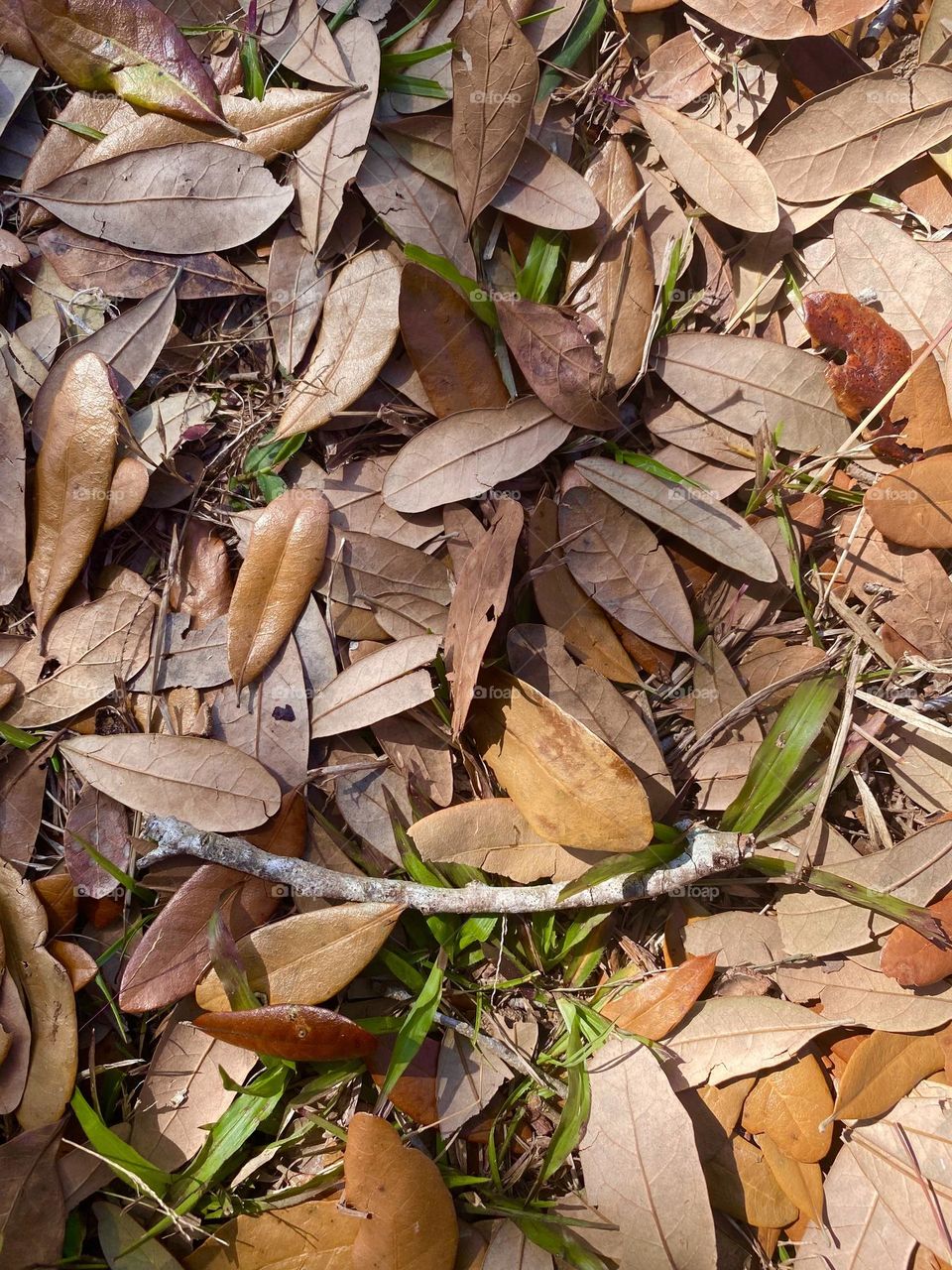 Leaves on ground