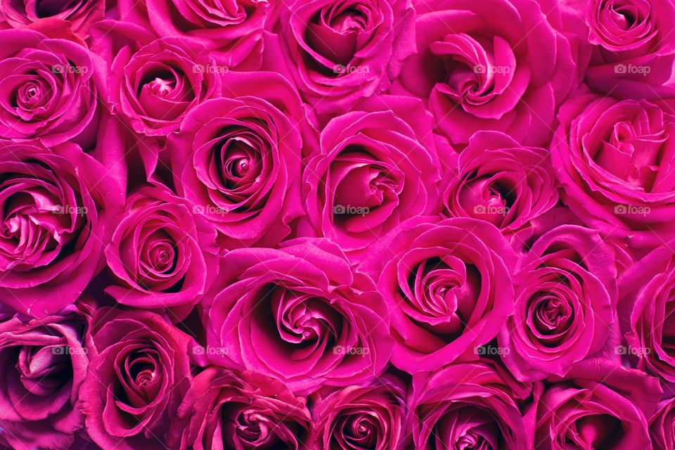 Pink roses