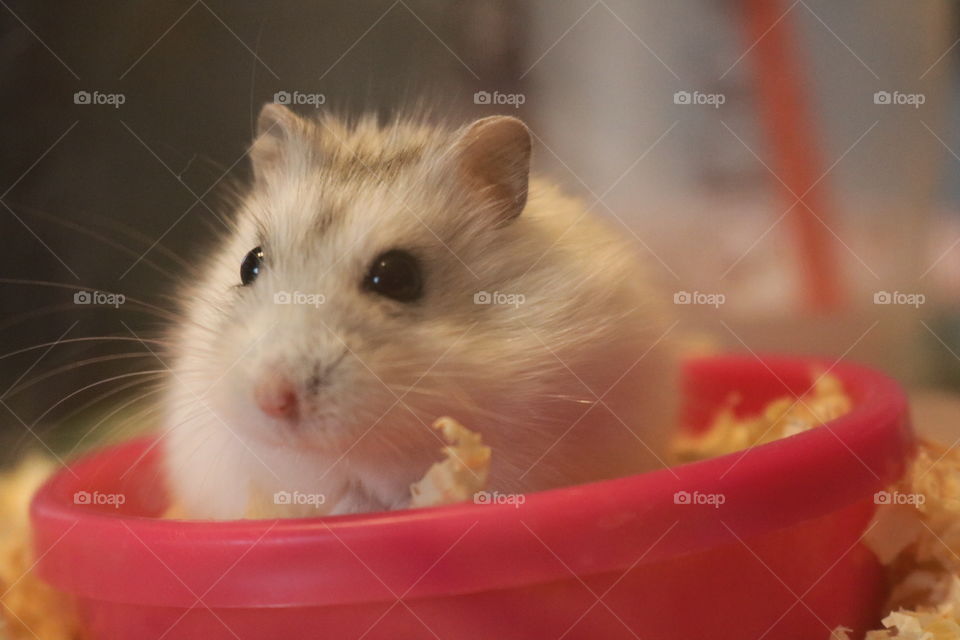 Cute Winter White Hamster