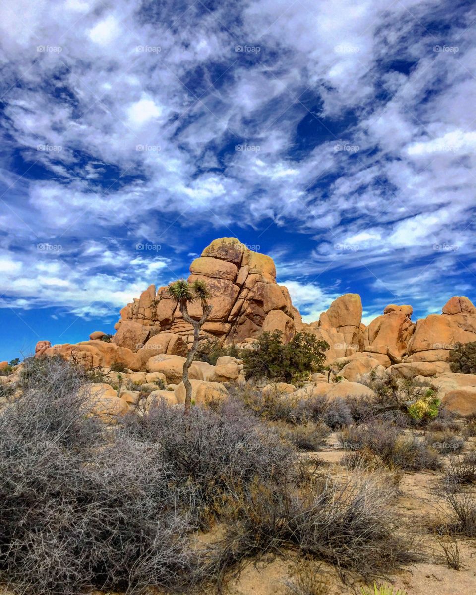 Joshua National Park