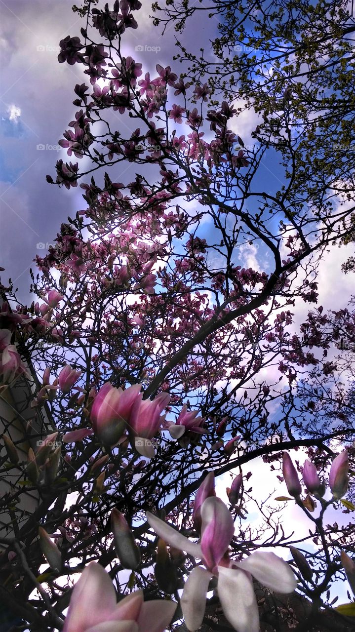 Reel Magnolias