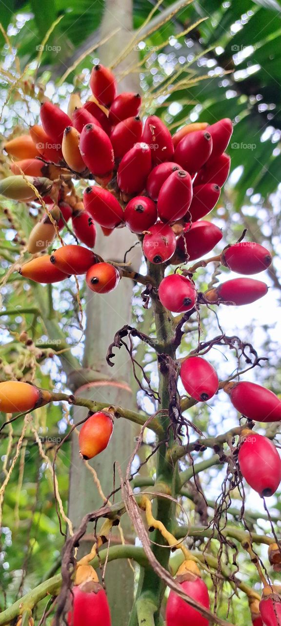 Mysore Areca Nut