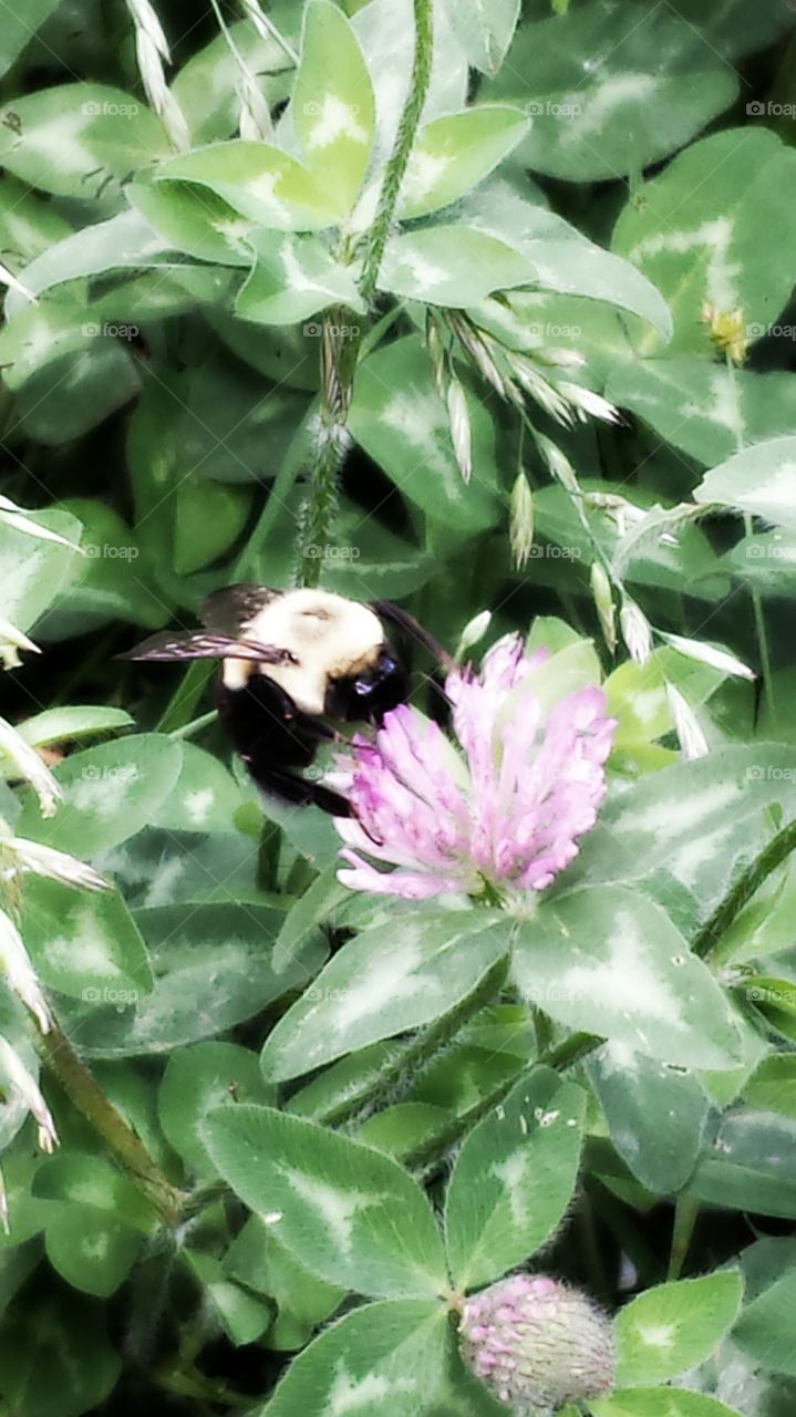 Bee On Clover. Red Clover