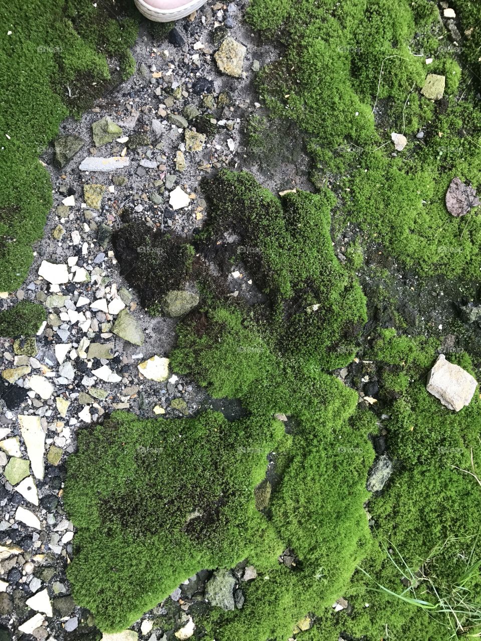 Moss, Nature, Stone, Rock, Flora