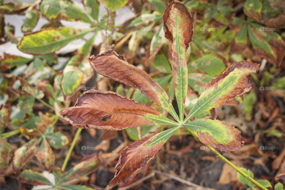 Beautiful autumn leaf