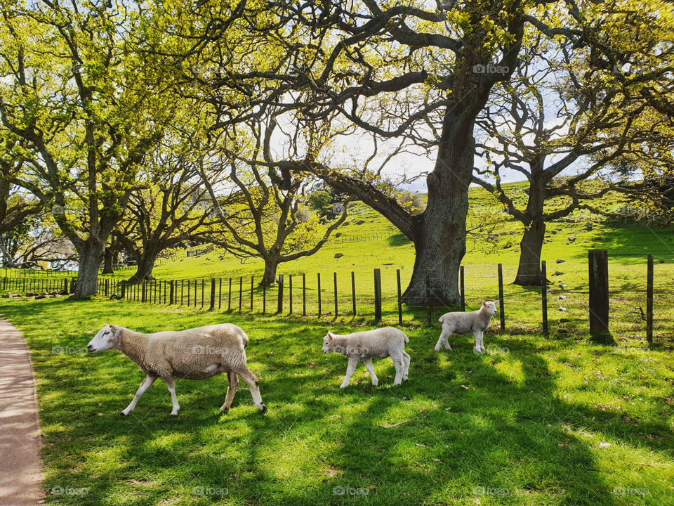 Sheep at Cornwall Park