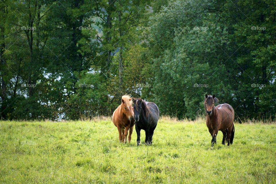 Horses. Three icelandic horses 