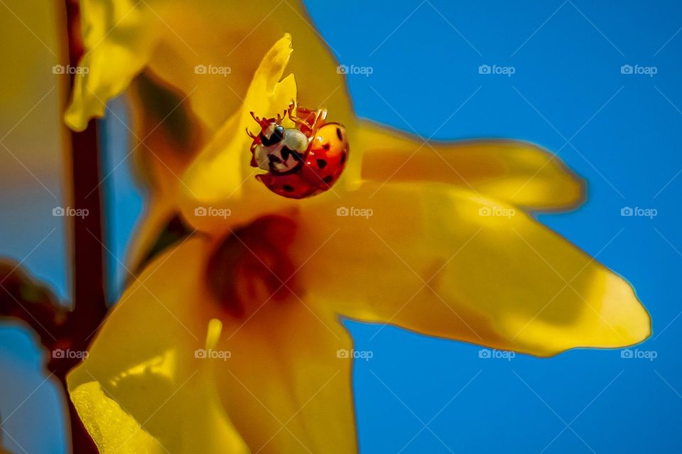 Ladybug on the yellow flower