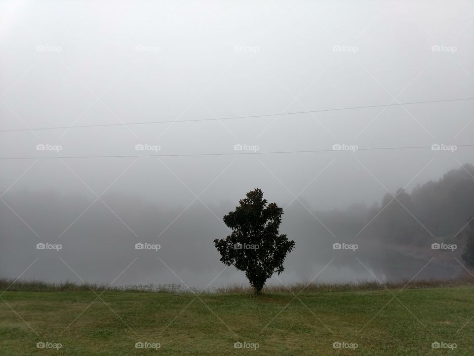 morning, fog, lake, peaceful, magnolia tree, fall in the air