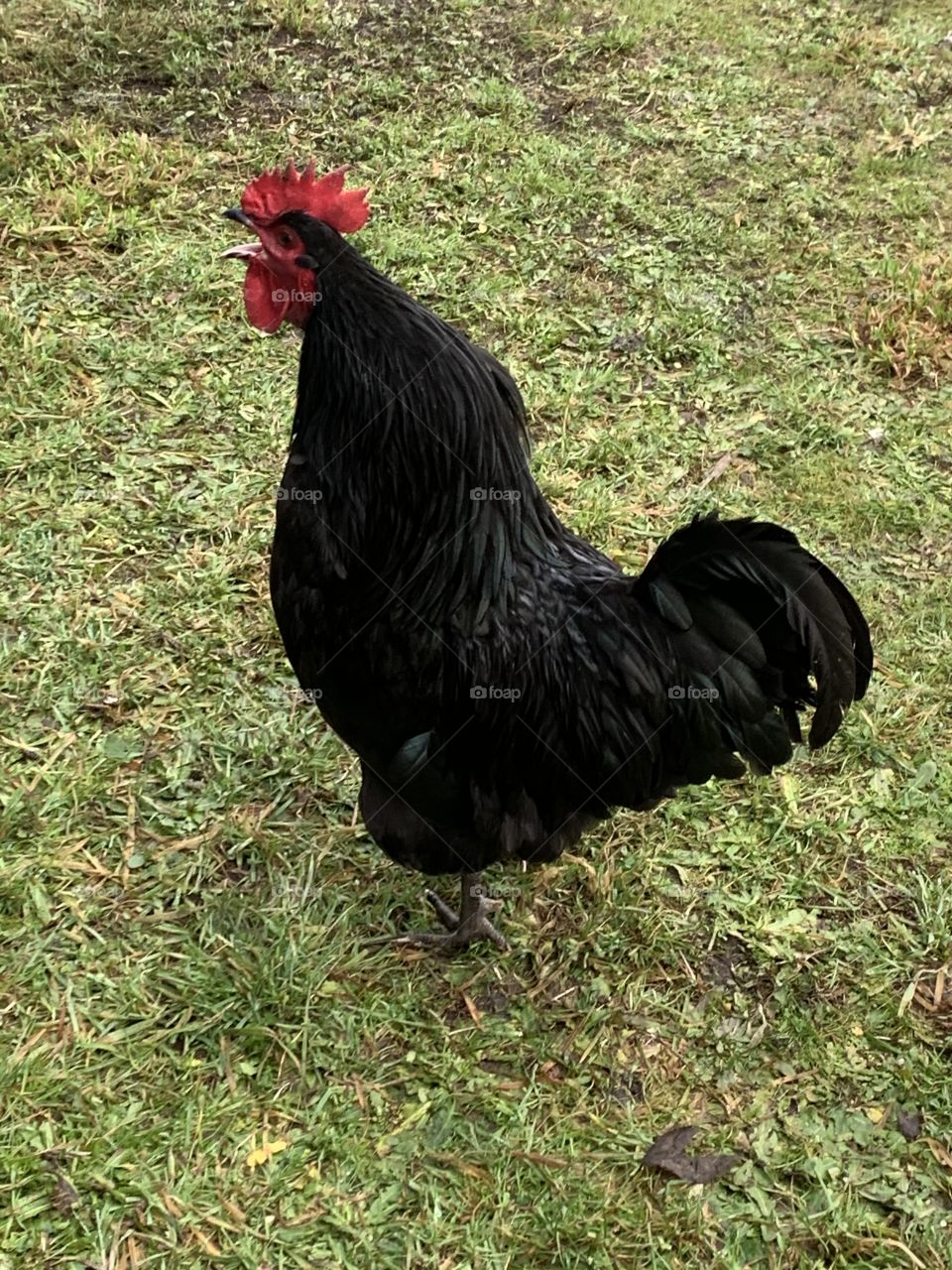 Rooster crowing