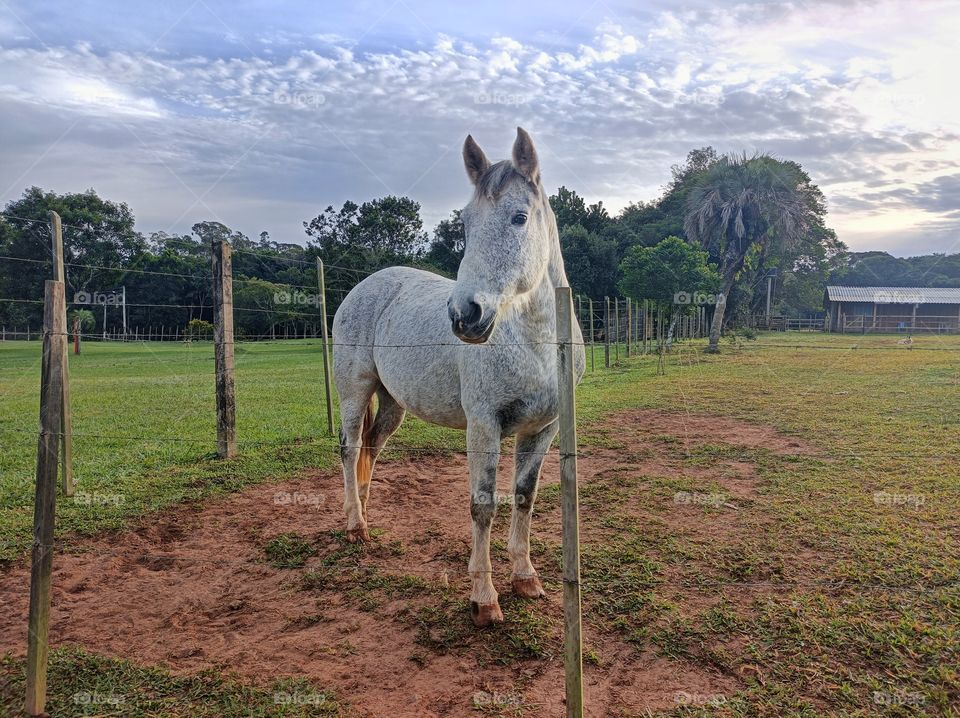 White horse in the farmyard