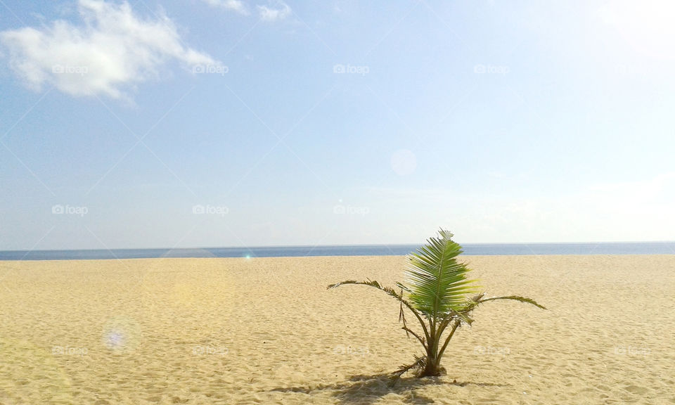 Attractive sunny beach with cloud and isolated tree