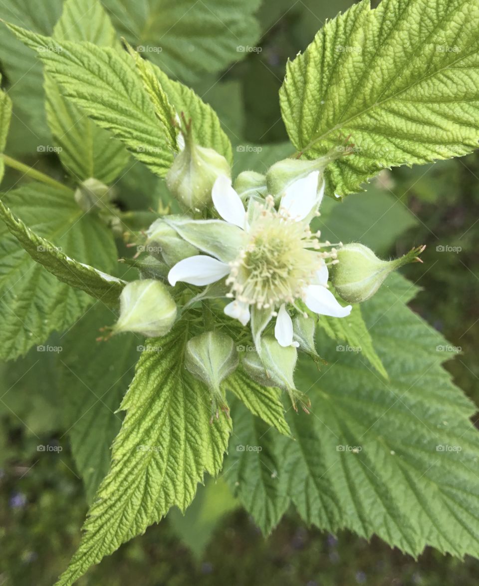 Raspberry in bloom